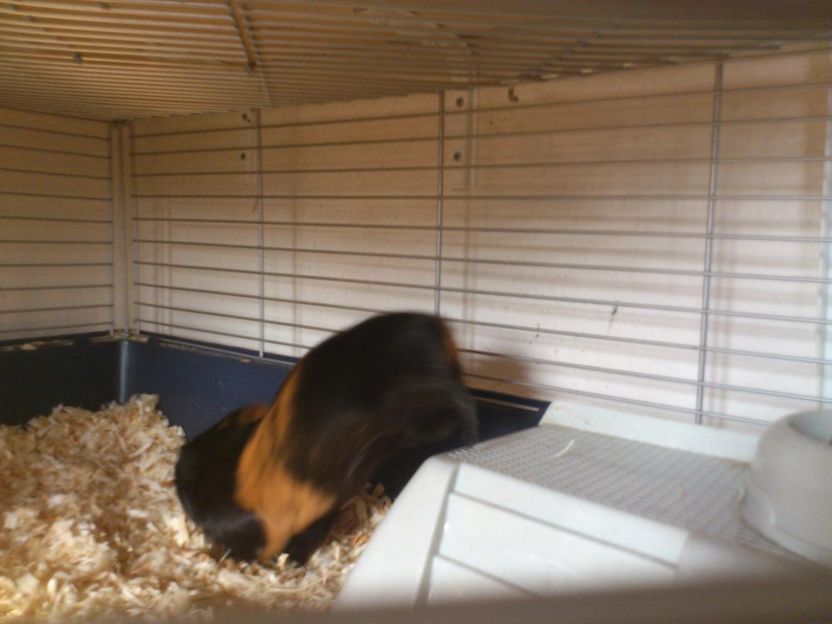 Marsvin Bella billede 11