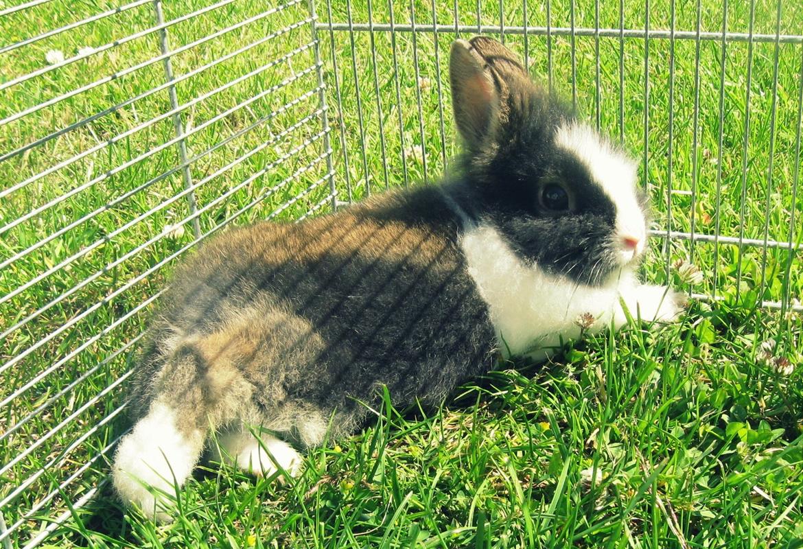 Kanin Pjerrot R.I.P - Slapper lige af i haven! billede 14