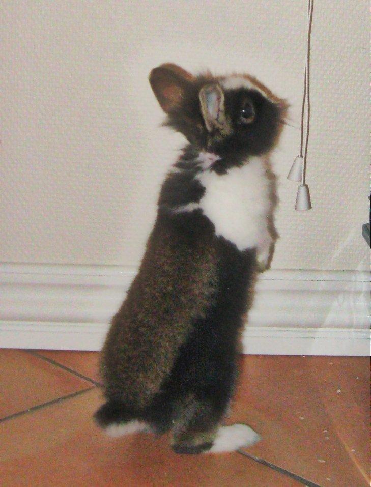 Kanin Pjerrot R.I.P - Hov, hva er det for noget? billede 15