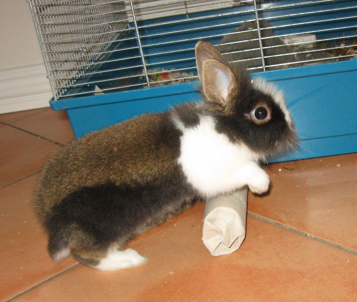 Kanin Pjerrot R.I.P - Se hvor dygtig jeg er mor :D! billede 16