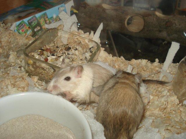 Ørkenrotte Dolly billede 1