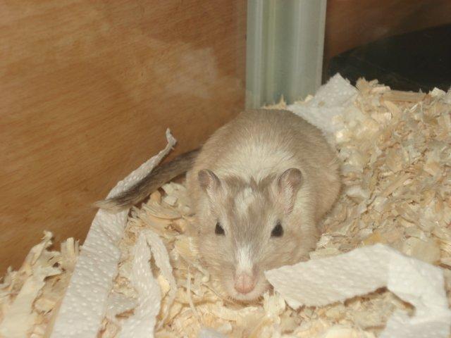 Ørkenrotte Dolly billede 2