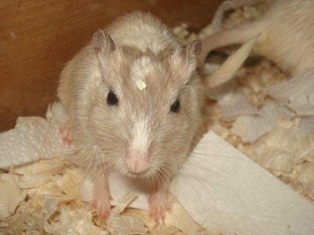 Ørkenrotte Dolly billede 3