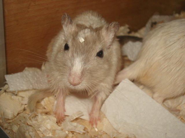 Ørkenrotte Dolly billede 4