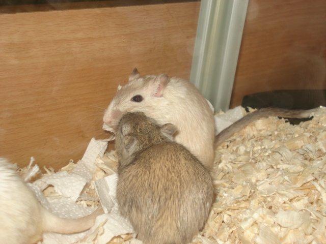 Ørkenrotte Dolly billede 5