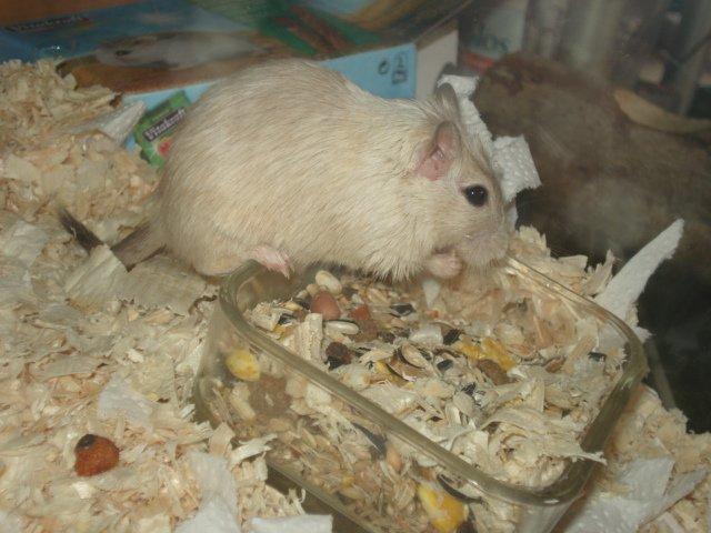 Ørkenrotte Dolly billede 6