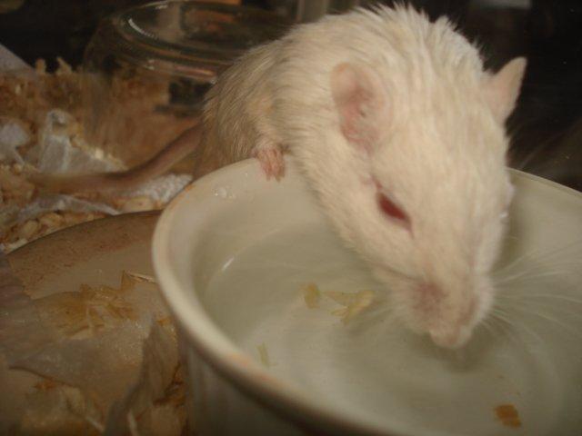 Ørkenrotte Siff billede 1