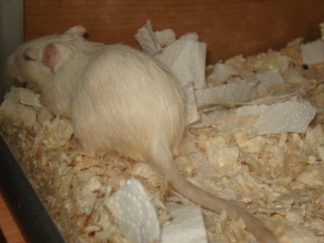 Ørkenrotte Siff billede 2