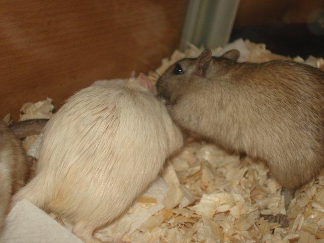 Ørkenrotte Siff billede 4