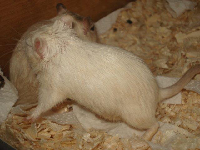 Ørkenrotte Siff billede 6