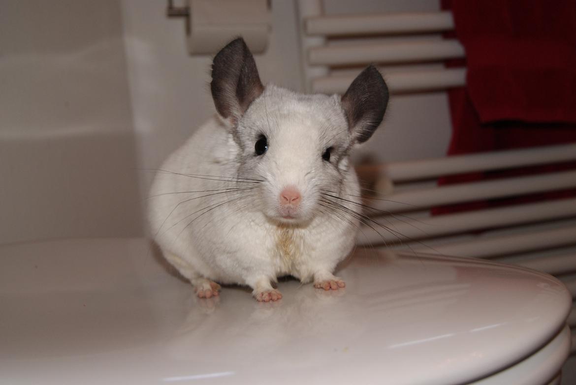 Chinchilla Chili billede 14