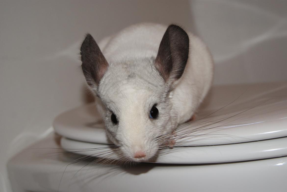 Chinchilla Chili billede 2