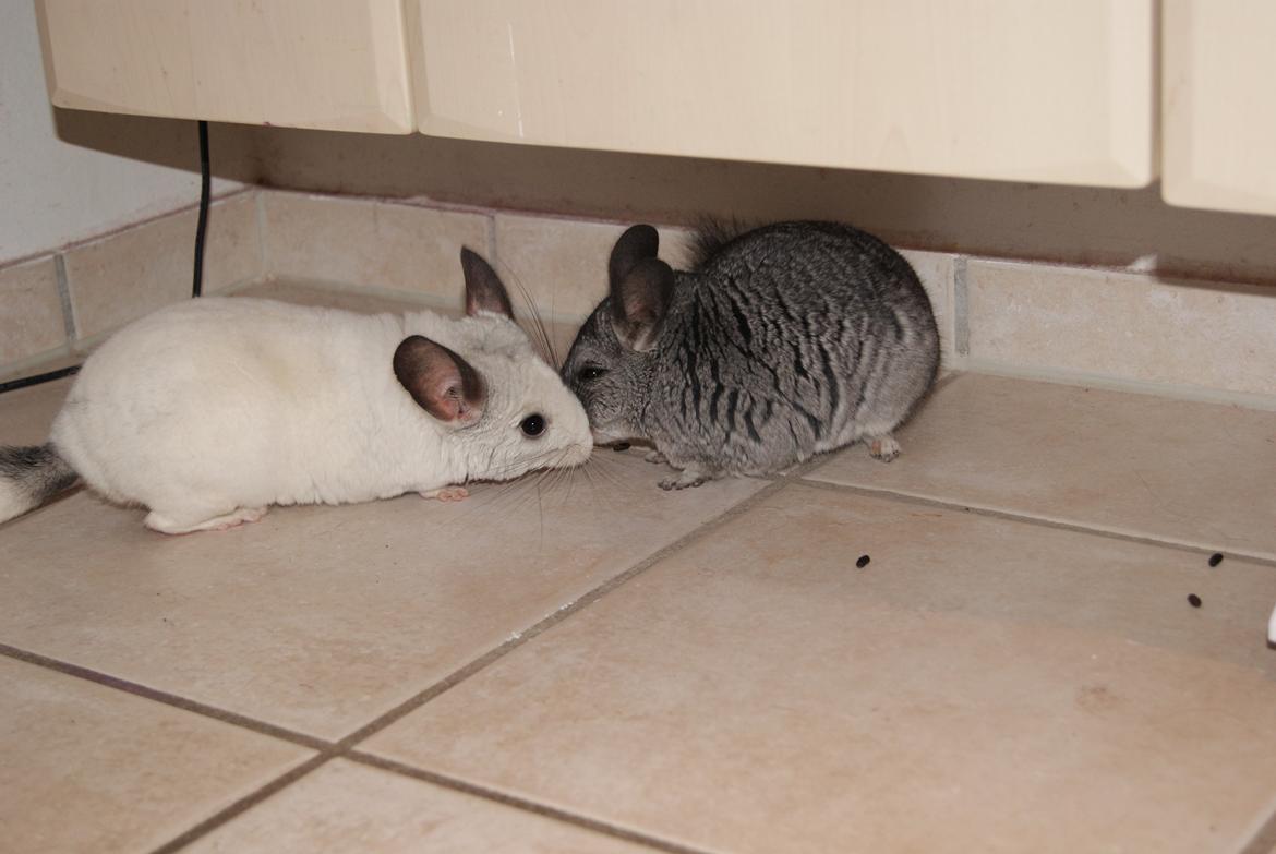 Chinchilla Chili billede 10