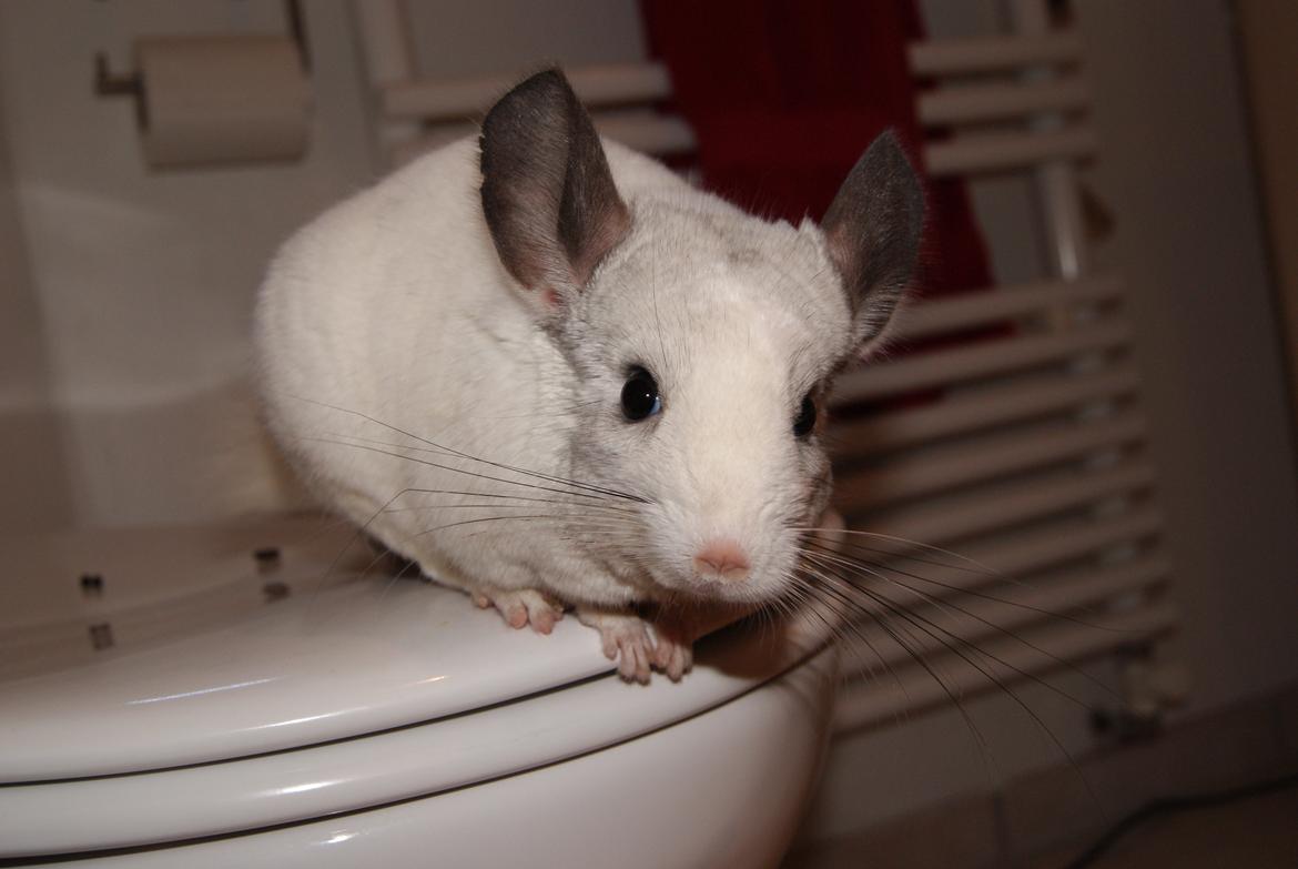 Chinchilla Chili billede 17