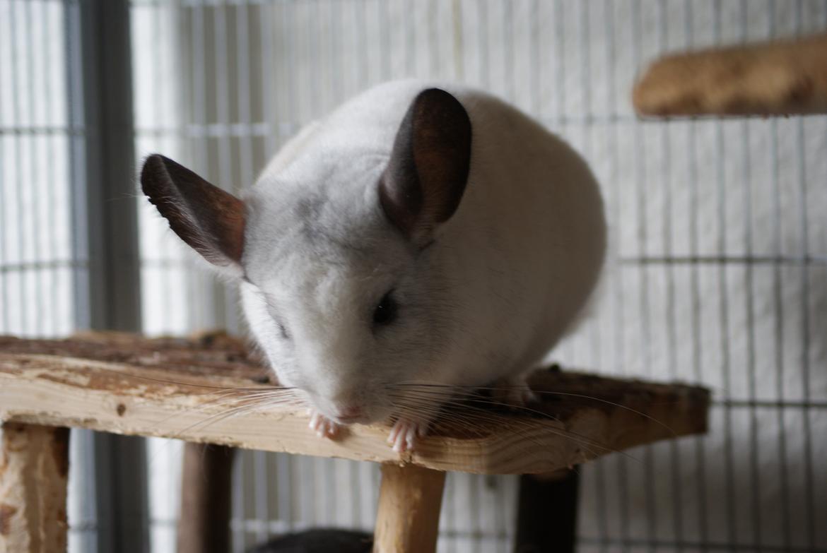 Chinchilla Chili billede 1