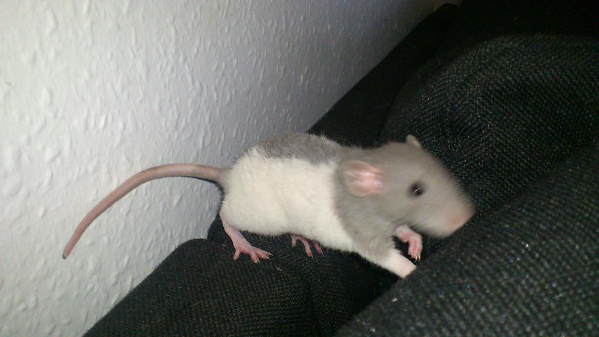 Tamrotte Mickey billede 1