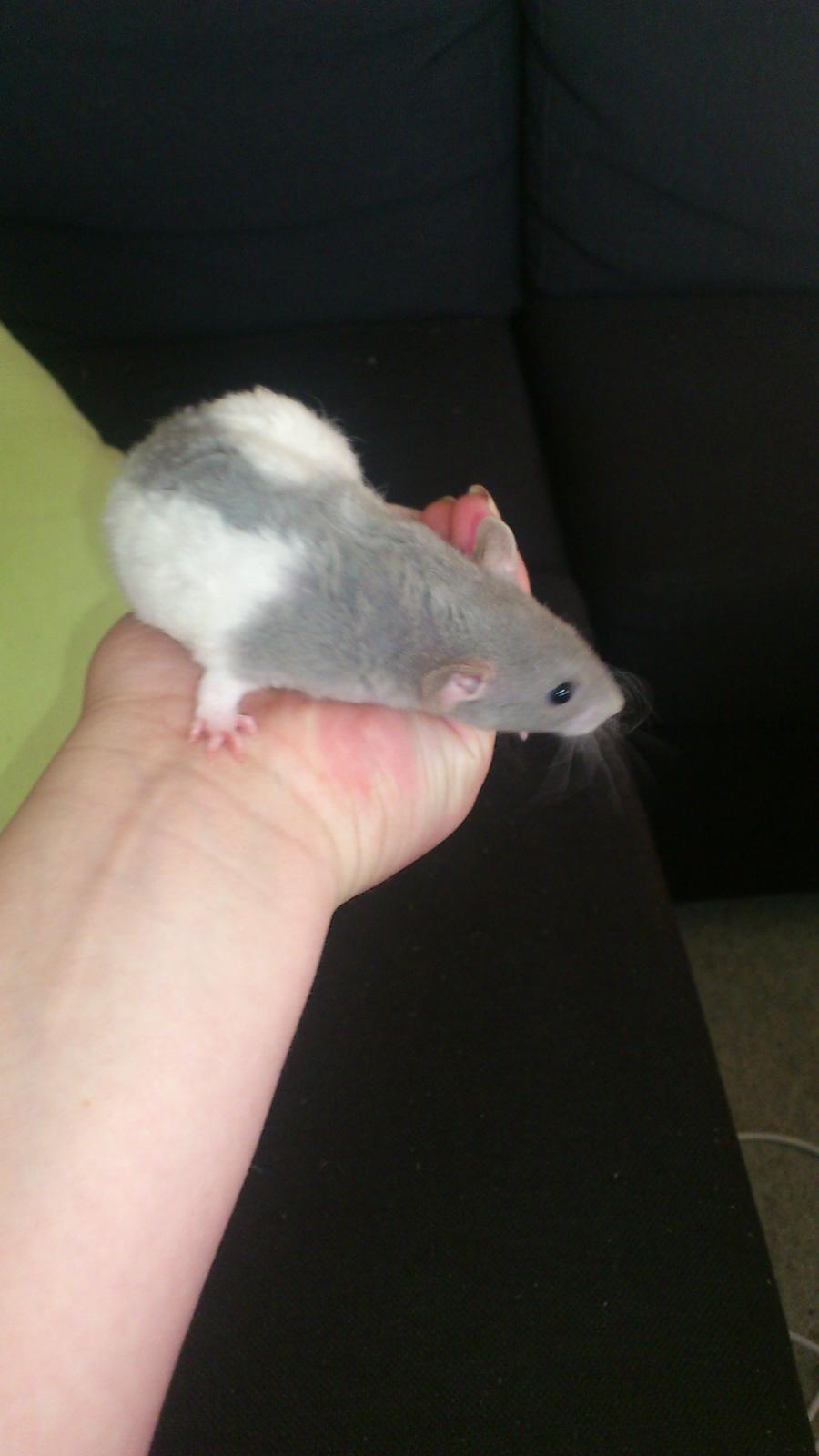 Tamrotte Mickey billede 2