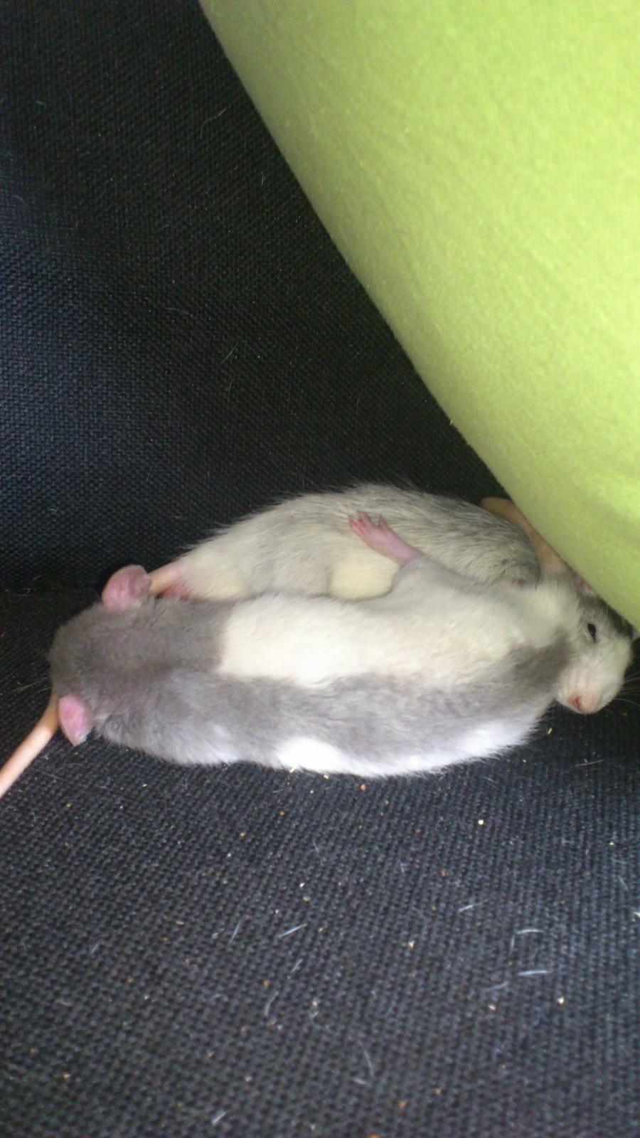 Tamrotte Mickey billede 3