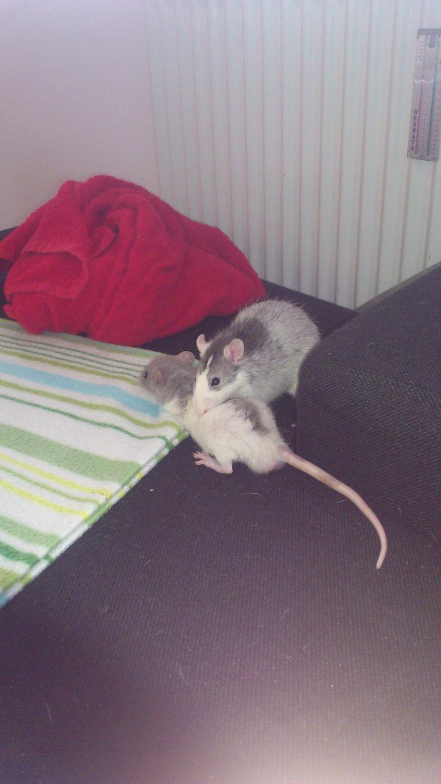 Tamrotte Mickey billede 4