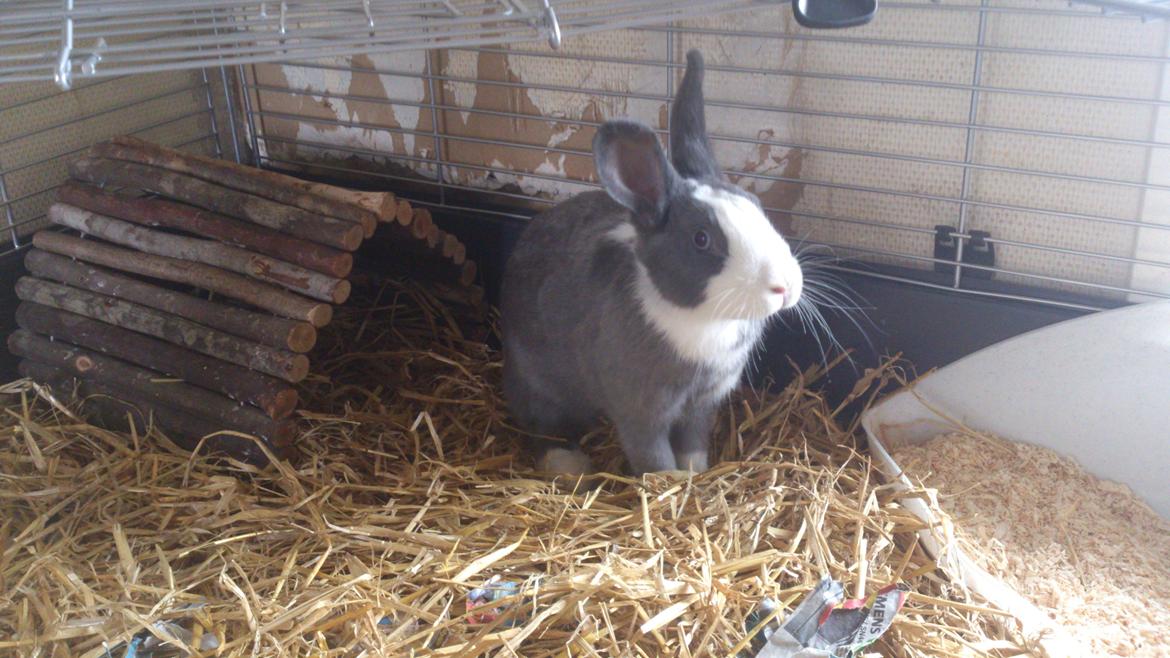 Kanin Henning billede 1