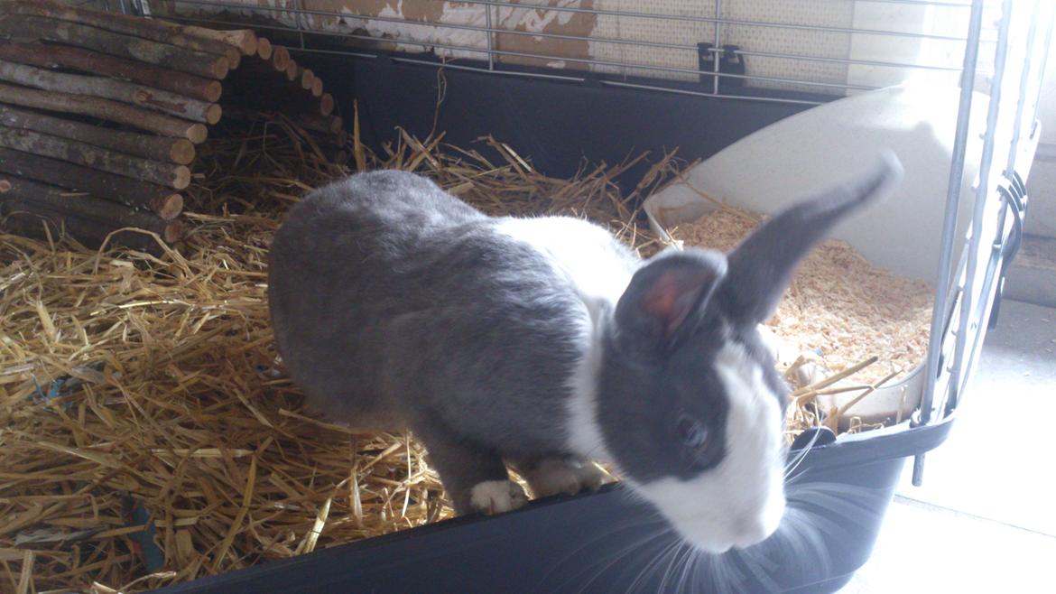 Kanin Henning billede 2