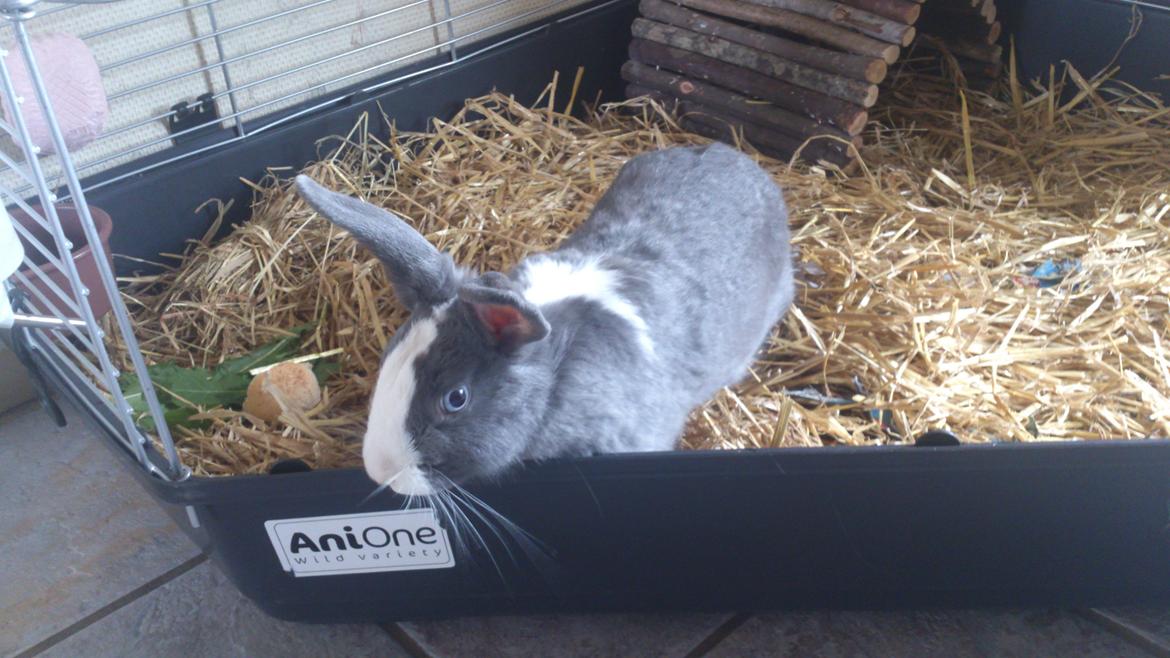 Kanin Henning billede 3