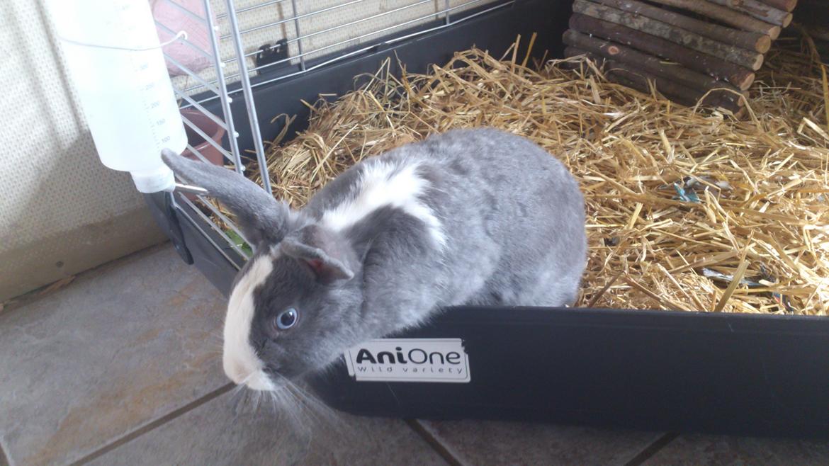 Kanin Henning billede 4