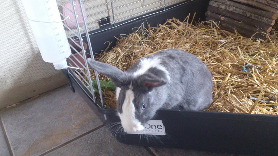 Kanin Henning billede 5