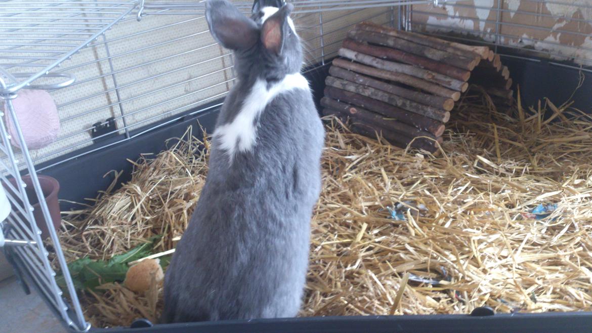 Kanin Henning billede 6