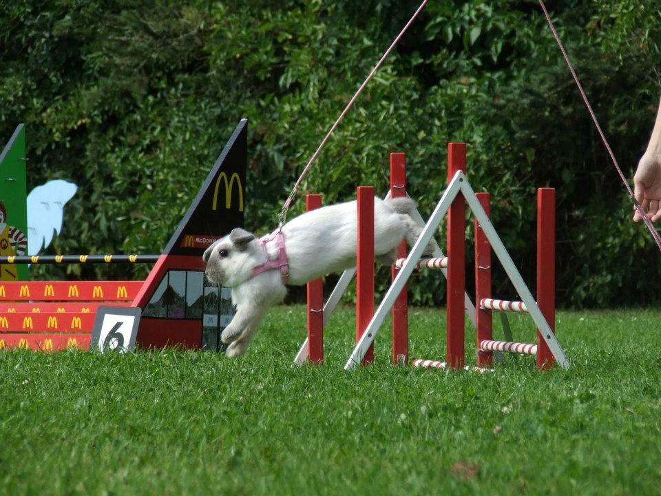 Kanin Fiona's Amour De La Fleur billede 8