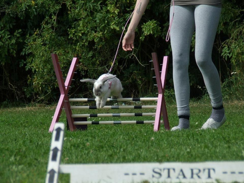 Kanin Fiona's Amour De La Fleur billede 7