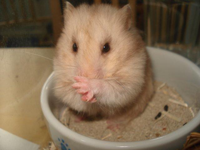 Hamster Simses Evita - Tal til min Pote ;) <3 billede 4