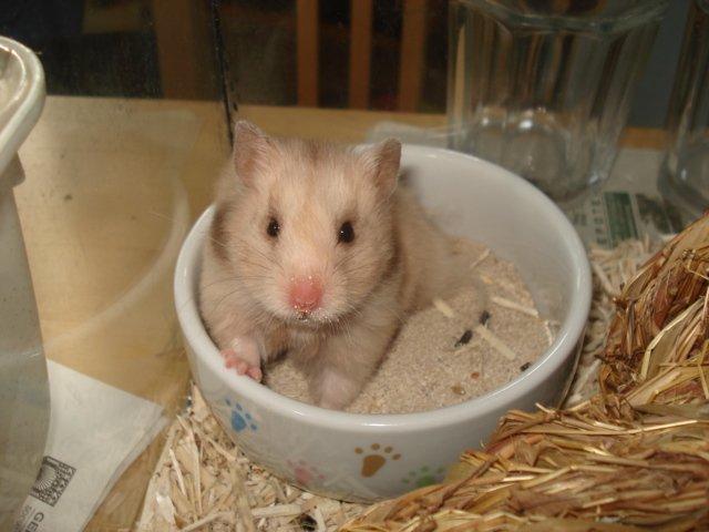 Hamster Simses Evita - Kan man nu ikke få fred når man er på Wc? billede 6