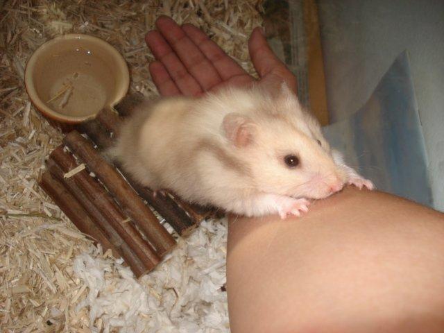 Hamster Simses Evita - Tag mig op Tag min op...  billede 2