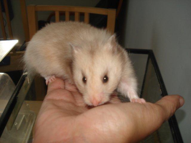 Hamster Simses Evita - uuuh hvor hun dufter godt <3 billede 1