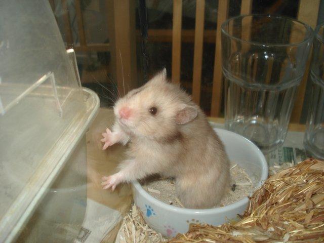 Hamster Simses Evita billede 5