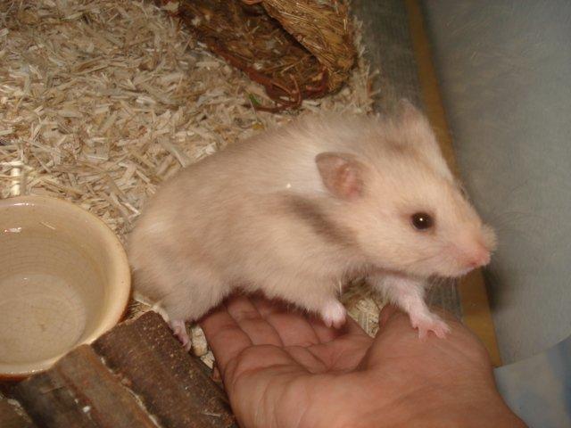 Hamster Simses Evita - Mon det er sikkert at gå op i hendes hånd ? billede 3