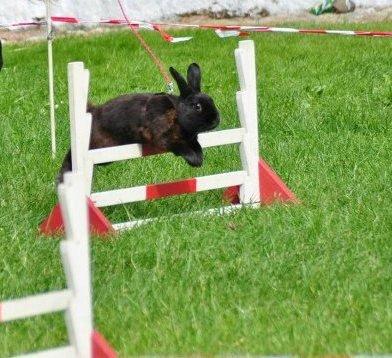 Kanin Fyldbinggaards Golden (= - Hygum. Aug 2012.  billede 11