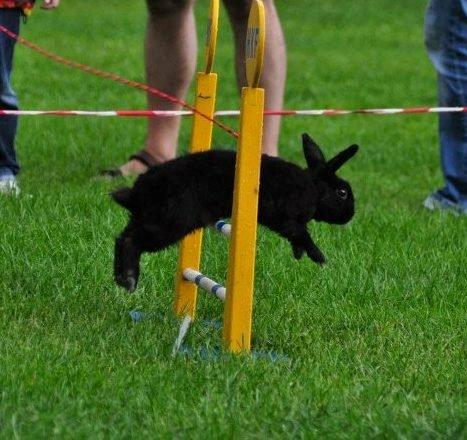 Kanin Fyldbinggaards Golden (= - Hygum. Aug 2012.  billede 12