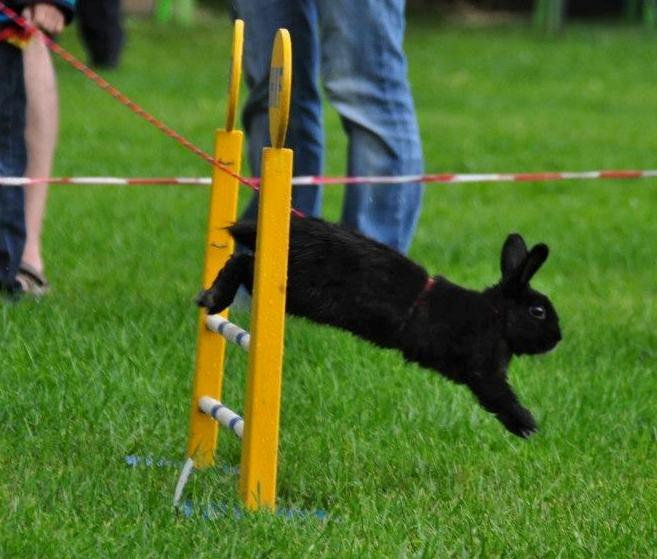 Kanin Fyldbinggaards Golden (= - Hygum. Aug 2012.  billede 13