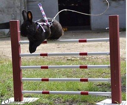 Kanin Fyldbinggaards Golden (= - sommeren 2011.
ser ikke så højt ud. Men her springer han 55 cm :D billede 14