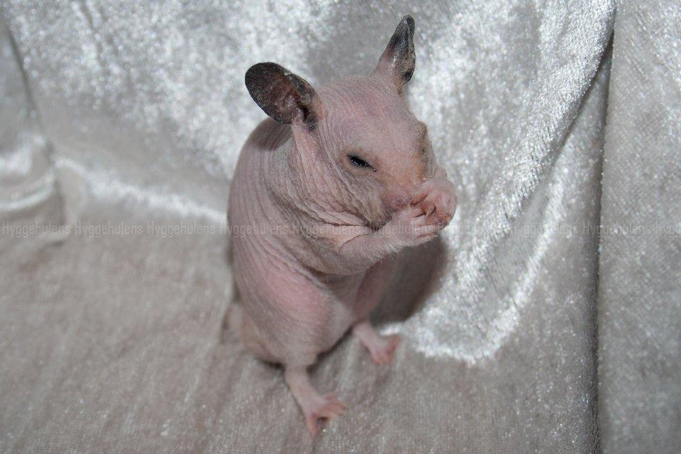 Hamster Rynke-Houdini † 2012 † billede 3