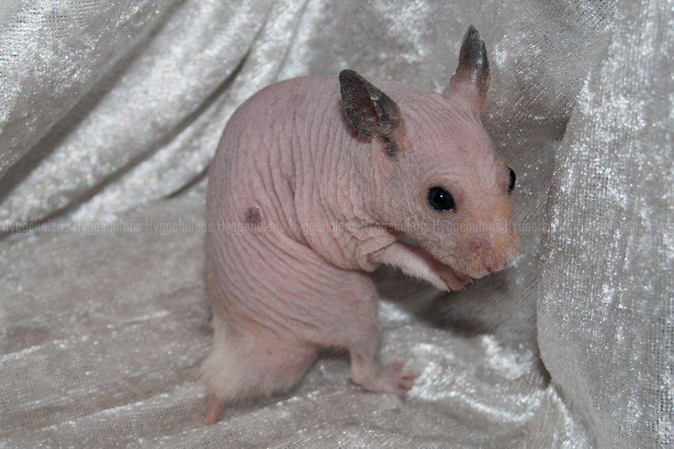 Hamster Rynke-Houdini † 2012 † billede 2