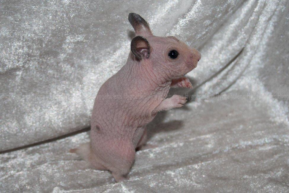 Hamster Rynke-Houdini † 2012 † billede 4