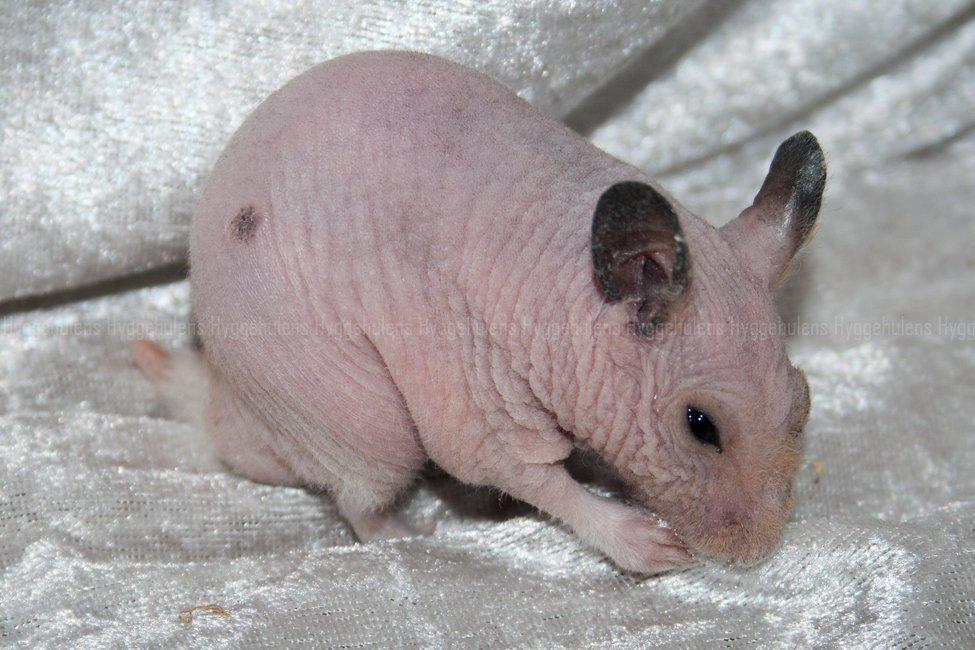 Hamster Rynke-Houdini † 2012 † billede 1