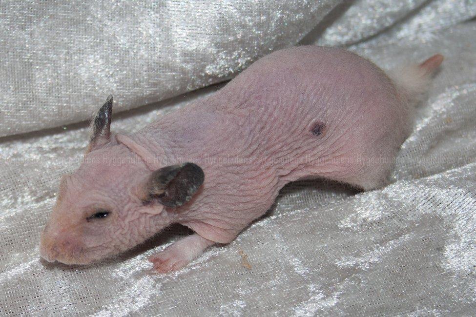 Hamster Rynke-Houdini † 2012 † billede 5