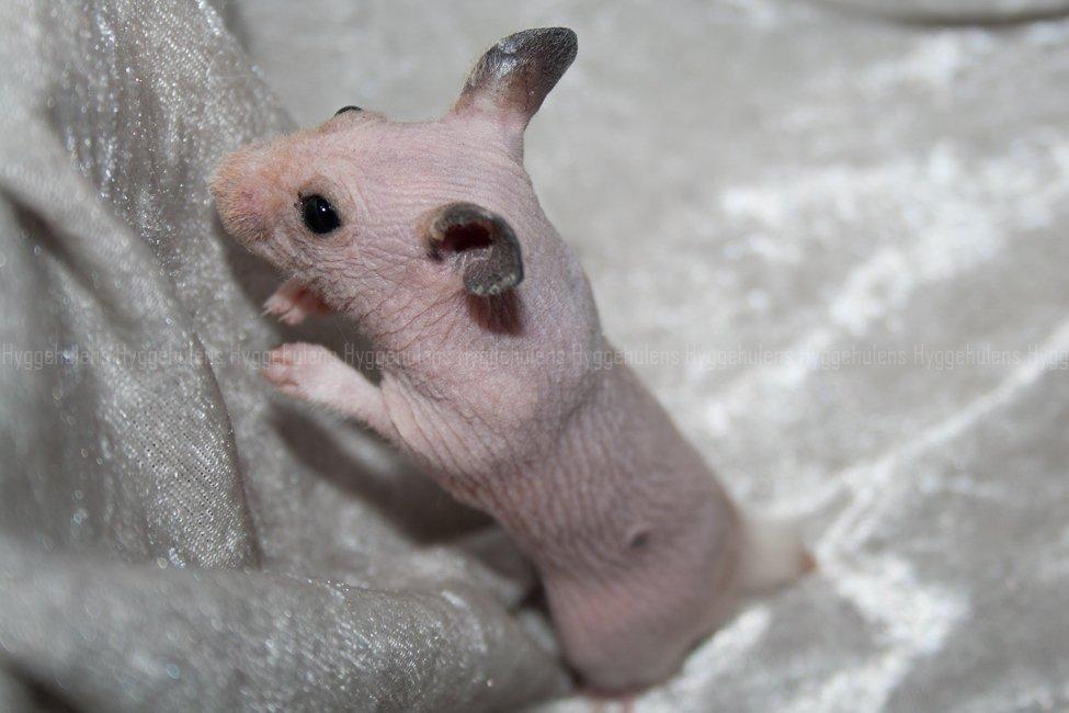 Hamster Rynke-Houdini † 2012 † billede 6