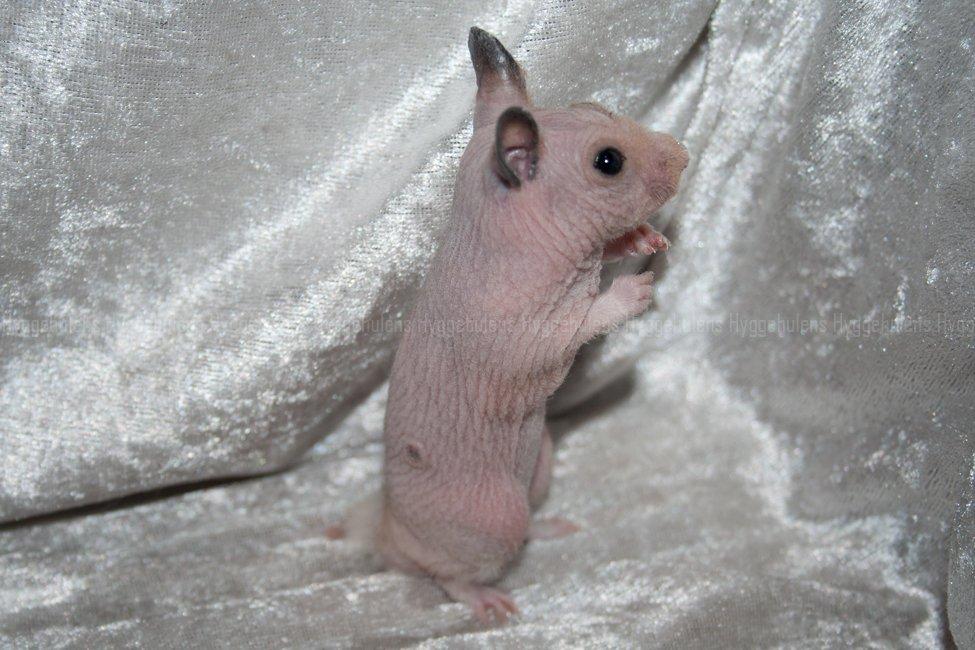 Hamster Rynke-Houdini † 2012 † billede 7