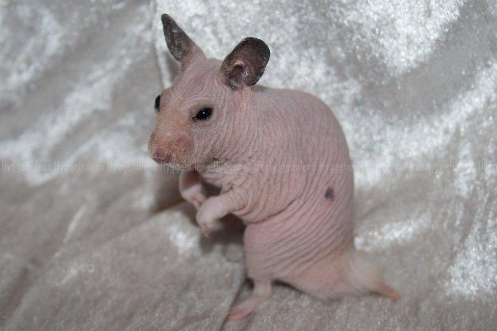 Hamster Rynke-Houdini † 2012 † billede 8