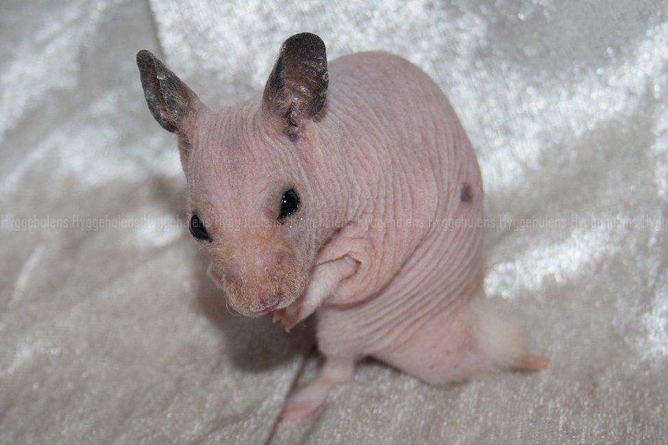 Hamster Rynke-Houdini † 2012 † billede 9